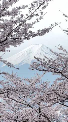 địa điểm tuyệt vời ngắm hoa đào cùng núi Phú Sĩ 🌸🗻  #japan #fuji #arakurayamasengenpark 