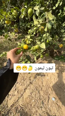 #لايك__explore___ #صنعاء_تعز_عدن_اب_ذمار_حجة_حضرموت #اليمن🇾🇪 #مارب_شبوه_الجوف #لايك_متابعه_اكسبلور 
