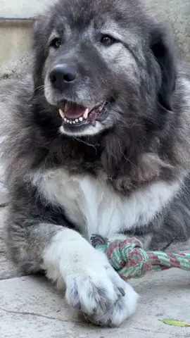🐶