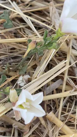 #successfullmk🙏 #blessedmk🙏 #viral #lovemk #viral 