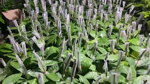 sambung pucuk clon BB01 #perkebunan #pertanian #petanisulawesiselatan #petanicoklat #petanimilenial #petaniindonesia🇮🇩🇮🇩🇮🇩🌿🌿 #petanimuda #petani #usahatani #coklatviral #petanikakaomilenial #bibitkakao #pertanian #pertanianindonesia #pertanianmodern #kebunkakao #tanam #tanaman 
