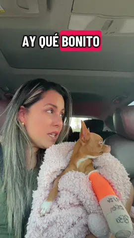 Salió a paseo 💗💗💗 #ParaTiii #chihuahuas #fyp #mascotas #creatorsearchinsights 