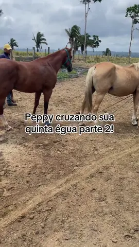 #animal #egua #garanhão #horses #anosatrás 