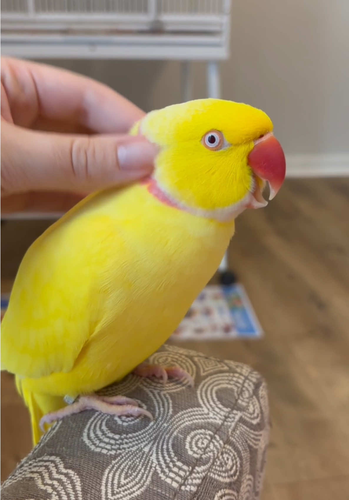 GEARIN UP 4 SPOoOOoKY SZN WITH 2DAYZ EPISODE OF ~SEXII SATURDAY~ SCREAMIE EDITION 🔥☕️🥵☀️🌶️ WHOZ GONNA B ME 4 HALLOWEEN?!¿¡ 👀 #TeamTwinkie #CeleBIRDY #PamperedParrot #Halloween #Saturday 