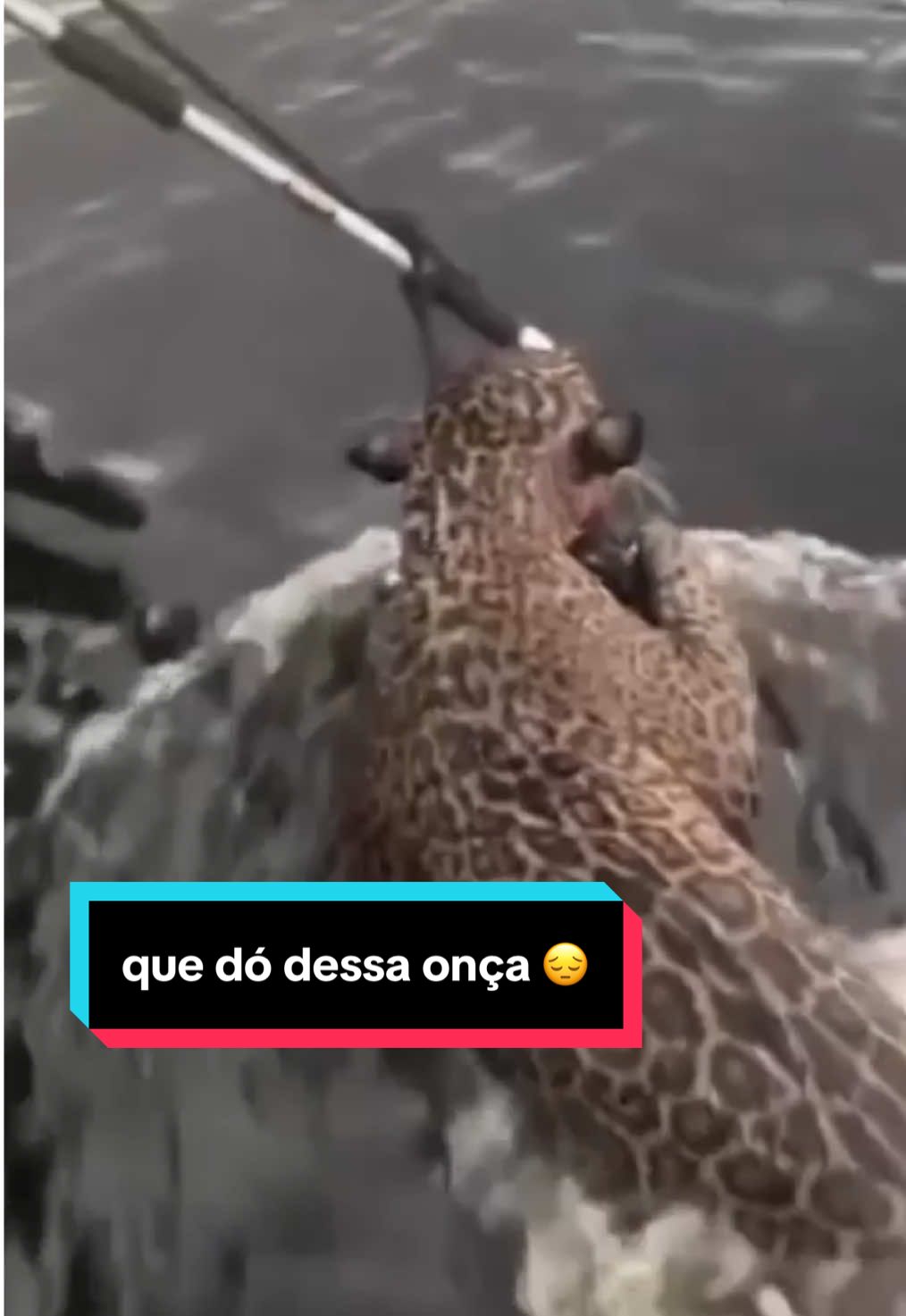 Onça-pintada é resgata no meio do Rio Negro em Manaus 😔  #onça-pintada #manaus #biologia #animal 