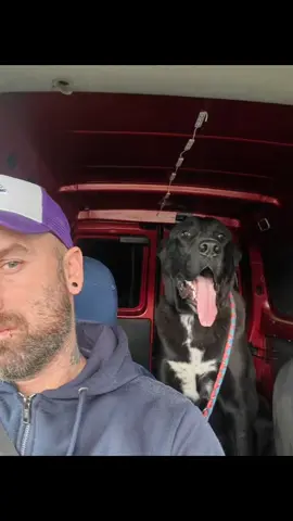 #dog #alabai #bergerdasiecentral #alabay 