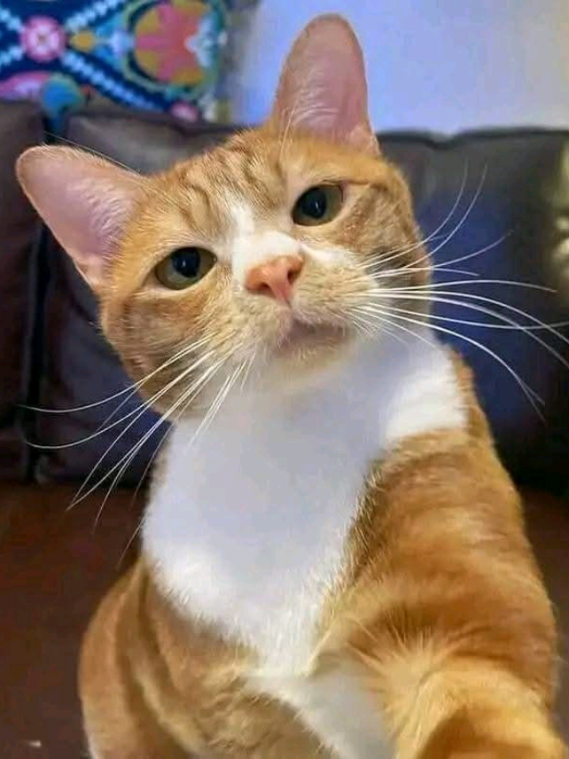 মানুষ মাটির তৈরি জানা সত্ত্বেও>😑🤌#কপি_লিংক_করো_প্লিজ_প্লিজ #islamicviralvadio🕋🕋🕋 #idfreezz🙏🙏 #inshallahviral #viewsproblem😭 