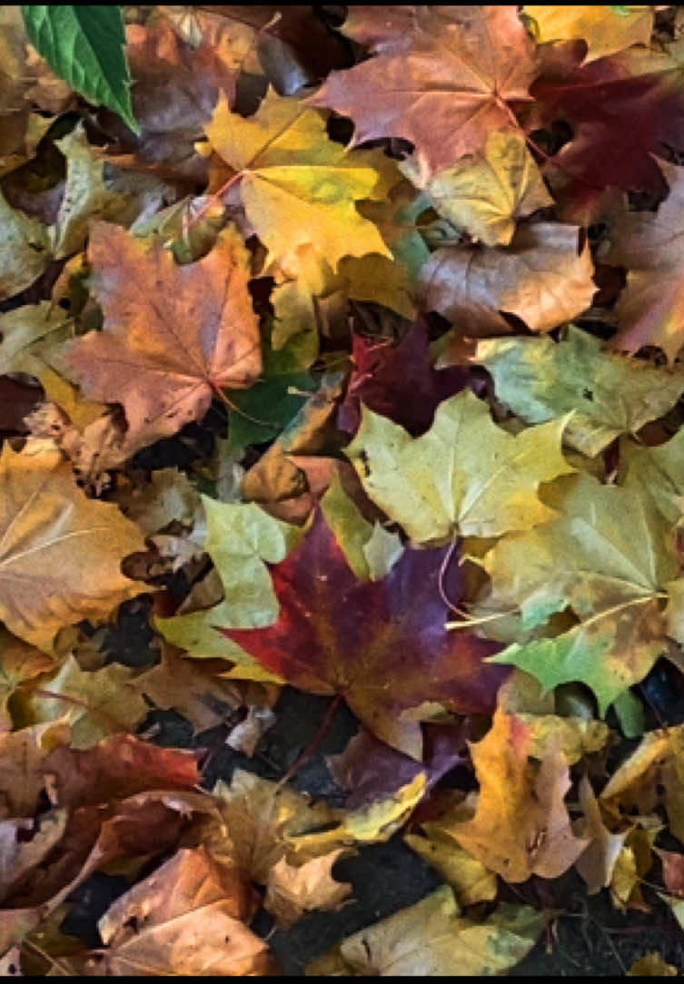 эта песня включается только в октябре, that’s why I love fall #girlinred #october #wefellinloveinoctober #autumn 
