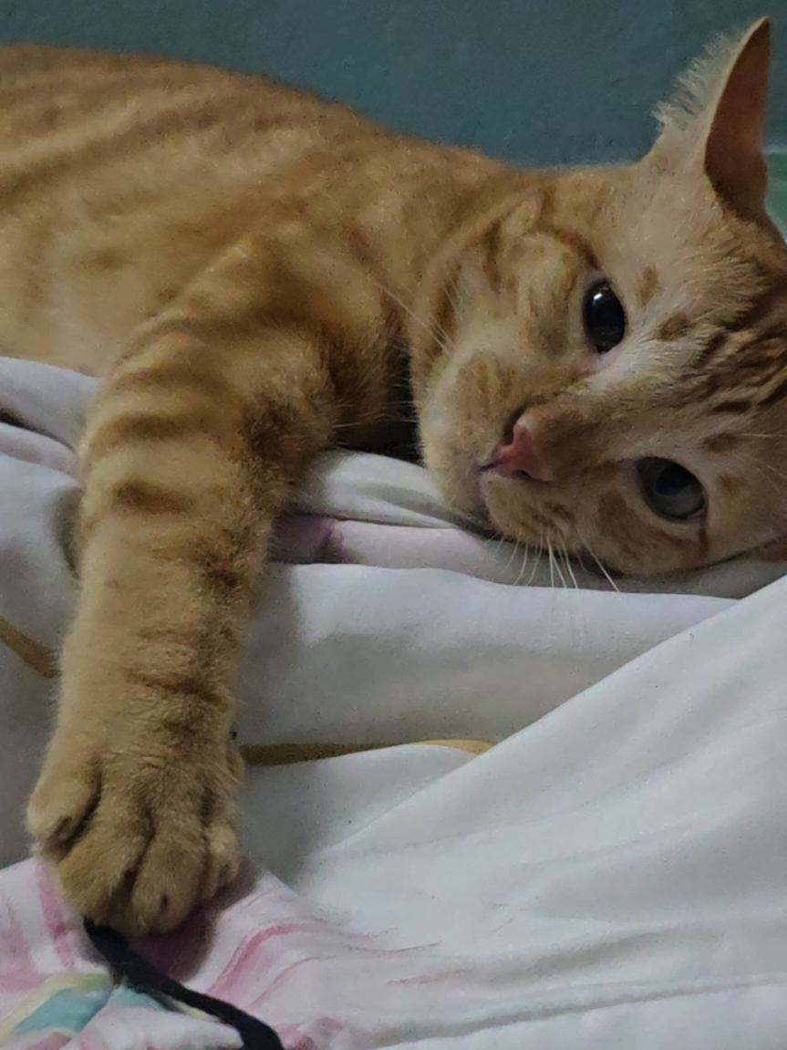 แมวส้มป่วยคับ🐱💉 #แมวส้ม #แมวป่วย #แมว  #เอ็นดู 