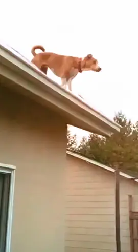 😯 Olha o que esse CACHORRINHO fez...