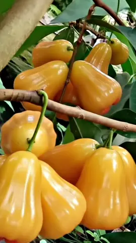 #jambuair #jambumadukuning #jambumanis #estetik 