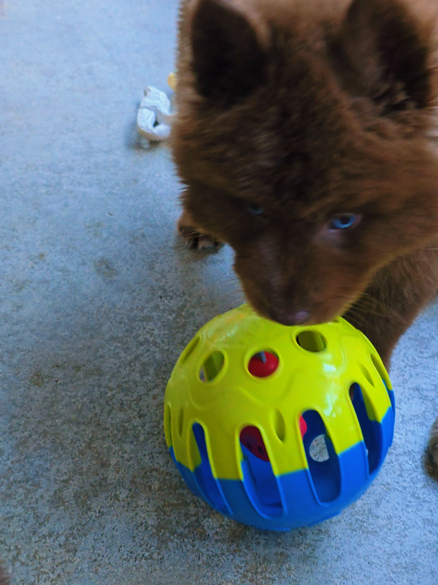 #burnsbergkennels #viralvideo #trending #foryoupage #viral 