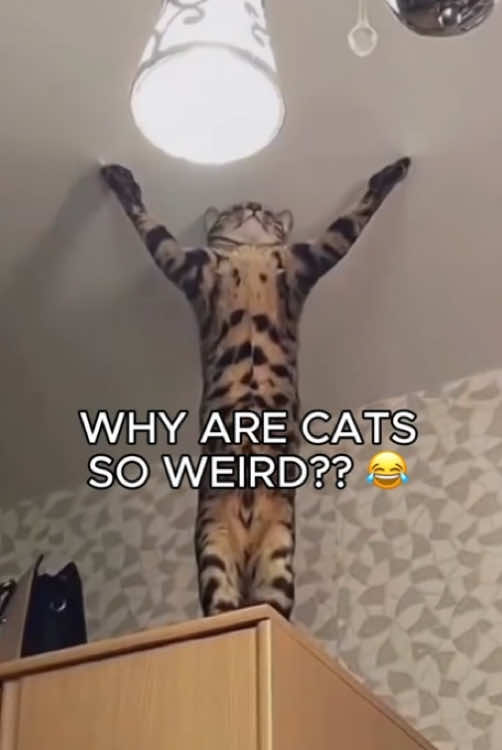 #funnycats #funnycatsvideos #funnycatsoftiktok #funnycatsvideo #funnypets 
