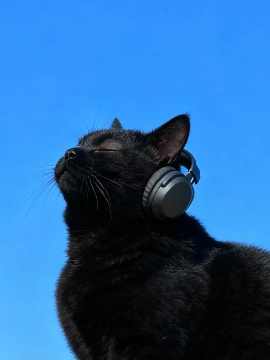 #otrotrangian #catoftiktoks #xuhuong #photo #chill 