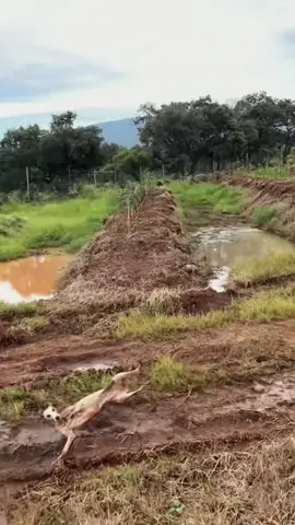 Try not to laugh 😂😂😂 #animals #haha #dog #cat #pet 