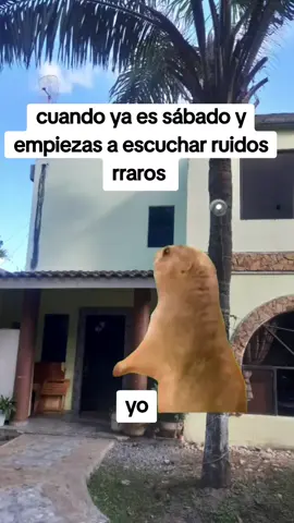 #Meme #MemeCut #CapCut  cuando ya es sábado 