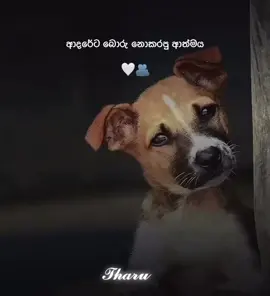 කෝ බලන්න බව්වන්ට ආදරේ අය ❤️#foryou #viral #trending #onemillionaudition #whatsappstatus 