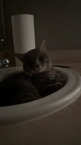 #catsoftiktok #cat #kittensoftiktok #kittycatsoftiktok #PetsOfTikTok 