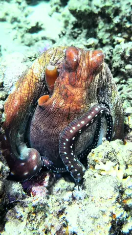 👽🌌 Alien or octopus? From the shadows of the reef, tentacles emerge – mysterious, almost otherworldly. A creature that seems from another galaxy, yet it is very much part of our underwater world. 🐙✨ 📱 Filmed with the iPhone 16 Pro Max in the @divevolk_de SeaTouch 4 Max Plus underwater housing – where science fiction meets reality. 💌 DM me for a discount code! #Octopus #AlienOfTheSea #OceanMystery #UnderwaterWorld #DeepSeaCreatures        