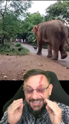 Elefante passa por cima #biologohenrique #animais #bichoesperto #biologo