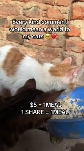 Every kind comment would mean a world to me #catsoftiktok #catslovers #viral #catrescue #foryoupage 