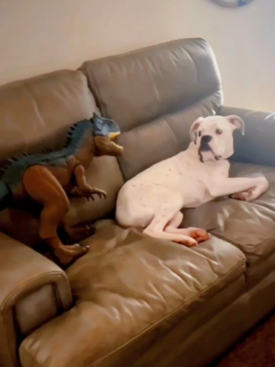 🤣Funny Animals 2025🤣Funny Dogs video🐶 part-201 #funnyanimalvideos  #funnyanimals #funnyvideos #dogsoftiktok  #funnydogs 