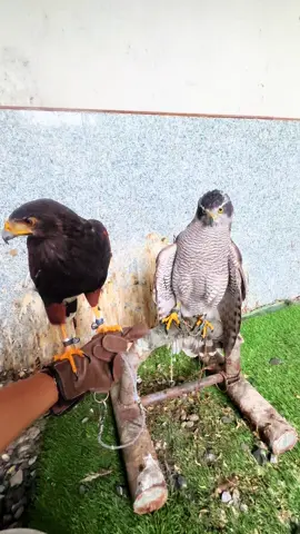 Đố ae mình đang sở hữu bao nhiêu chim #longson031002 #harrishawk #goshawk #fyp #chimsanmoi 