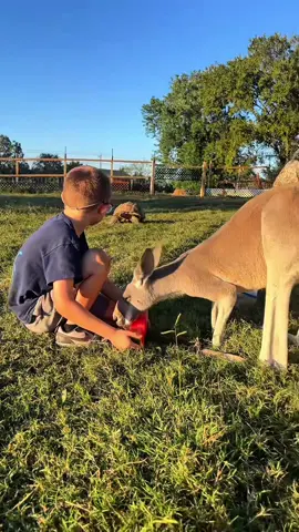 Did someone say watermelon? 🍉  #sulcatatortoise #kangaroo #emu #kangaroocharlie #emuwheezy 
