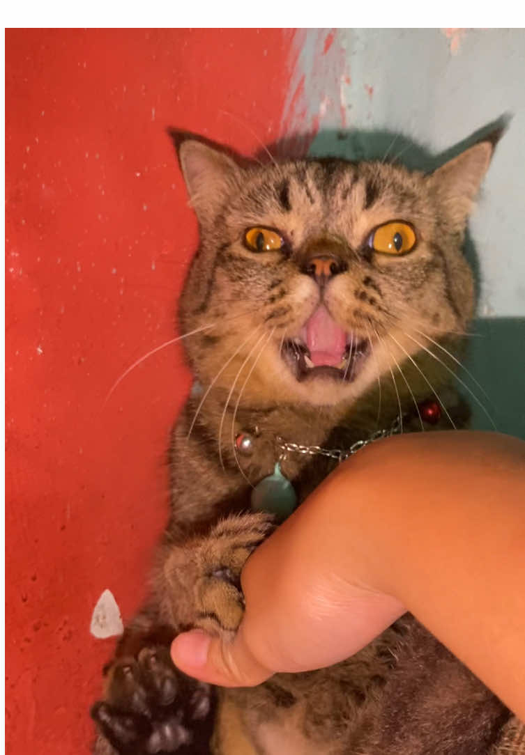 blonde emg paling bestseller 🌗👅🌔 #fypシ゚viral #foryourpage #catsoftiktok #kucingtiktok #catlovers 