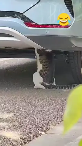 #ضحك😂 #جده #السعودية_العظمى #اليوم_الوطني_السعودي_٩٥🌴🇸🇦🌴🇸🇦23🌴 