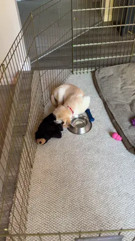 #puppy #yellowlab #dog 