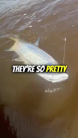 I thought this fish was done #fishing #fishingviral #fishingtiktok #fishtok #bigfish 
