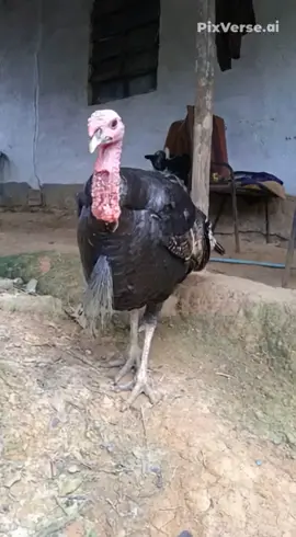 #videoviral #bailando #pavoreal #tiktok #fyp 