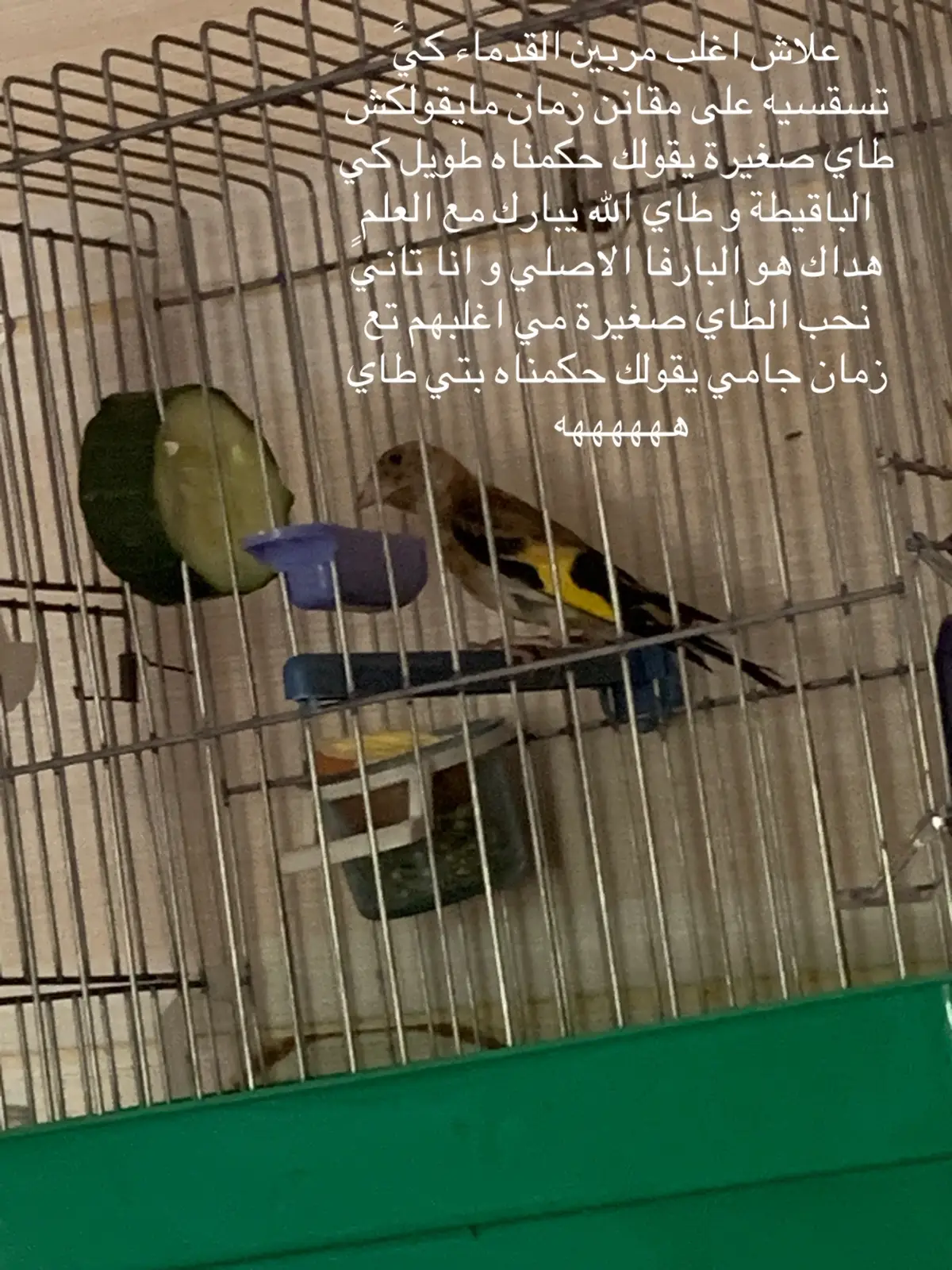 #maknin #chant #الخلوي #chardonneret #جزائري🇩🇿 