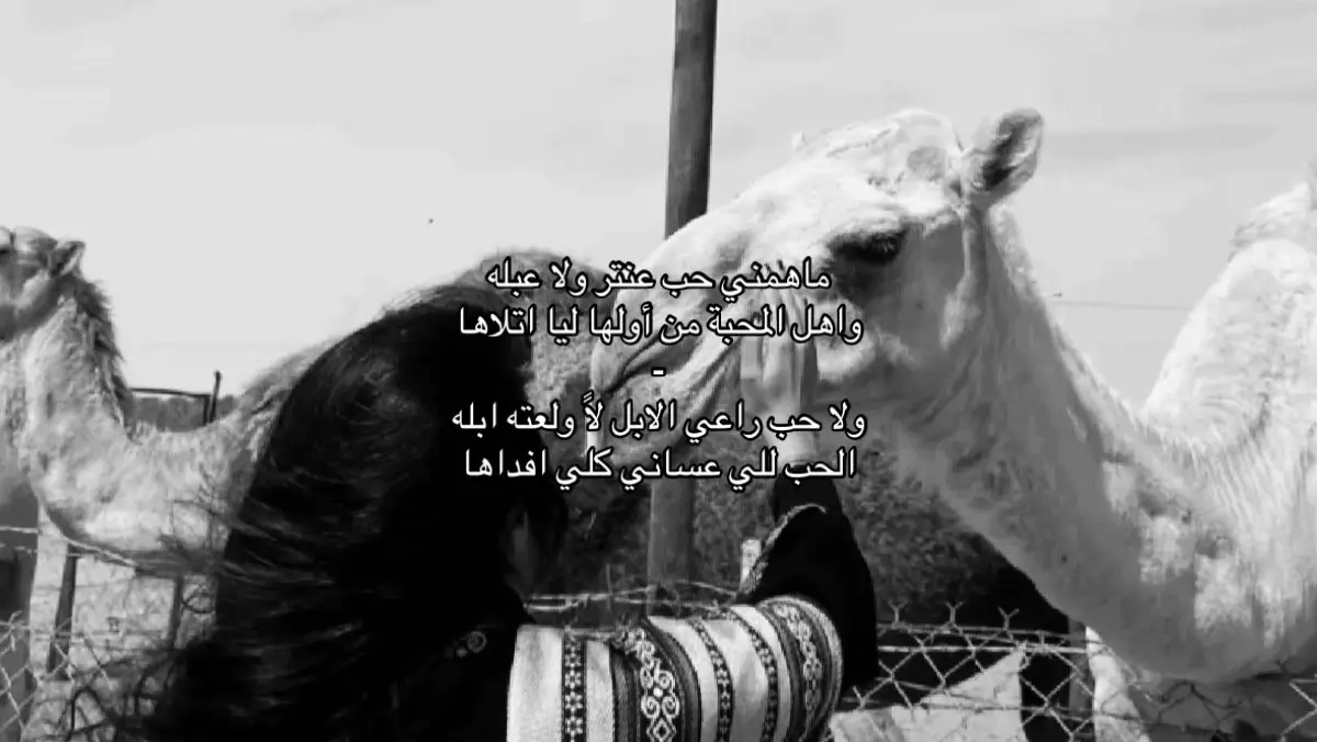 ماهمني حب عنتر ولا عبله واهل المحبة من أولها ليا اتلاها ولا حب راعي الابل لاً ولعته ابله الحب للي عساني كلي افداها