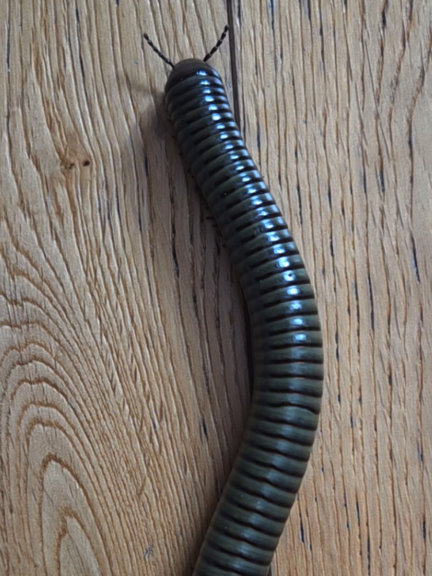 #millipede #giantmillipede #millipedesoftiktok #millipedes #fyp 