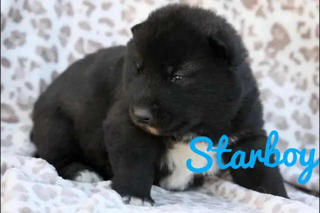 the chubbiest Siberian husky babies eveerrrr