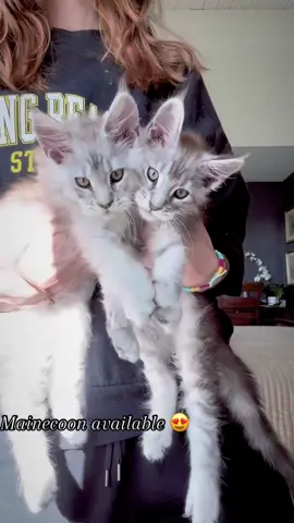 Cute little gremlins 🐾😍 #mainecoon #mainecoonsoftiktok #mainecooncat #mainecoonkitten #viral 