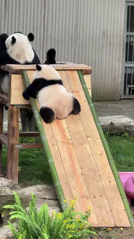 Cute panda#funny #funnyvideo #tiktok #pandafunnyvideo 