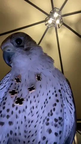 صقر#❤️ #منغوليا🇲🇳 #الرياض #ذهب#