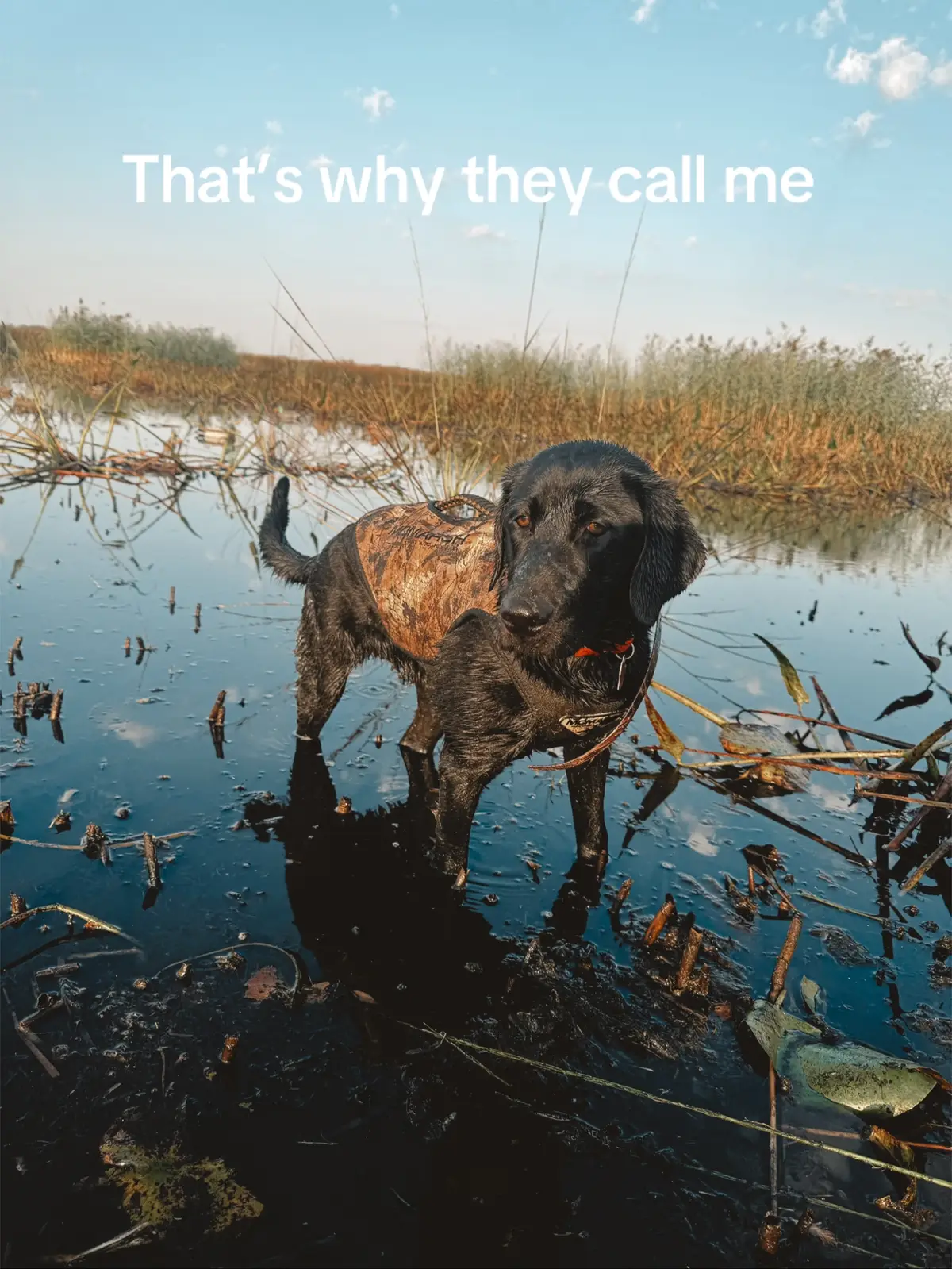 #blacklab #duckdog 