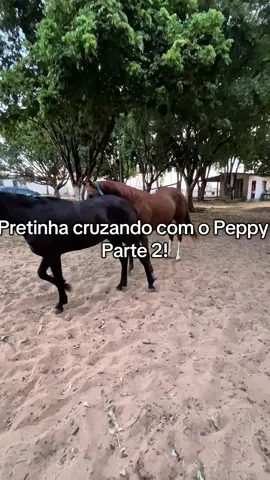 Pretinha cobrindo com o Peppy! Parte 2 #cavalo #egua #animal #garanhão #vaquejada 