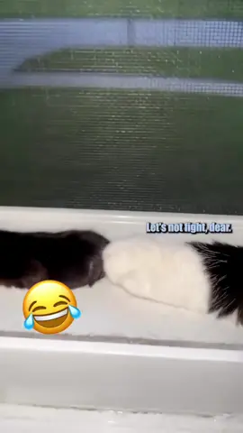 🤣🤣#catsoftiktok #PetsOfTikTok #voiceover #funny #foryou 