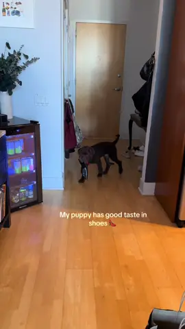 His little booty shake tho #puppytiktok #ysl 