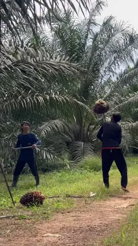 เมื่อเราทำงานหนักเกินไป🤣🤦‍♂️               #เจ๊จิตรสั่งลุย #ตัดปาล์มจ้าง  #วัยรุ่นบรรทุกหนัก #สายด่วน 