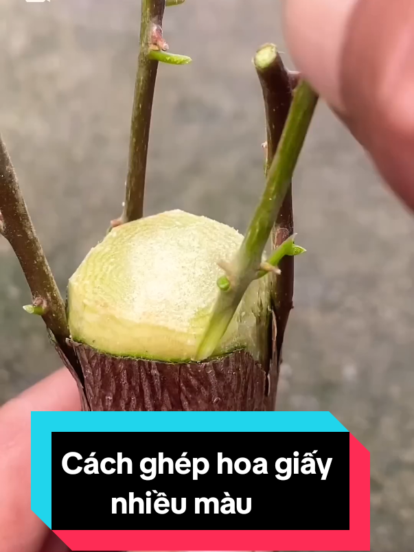 Cách ghép hoa giấy. Bougainvillea #hoagiay #bougainvillea #bonsai #bonsaihoagiay #caycanh 