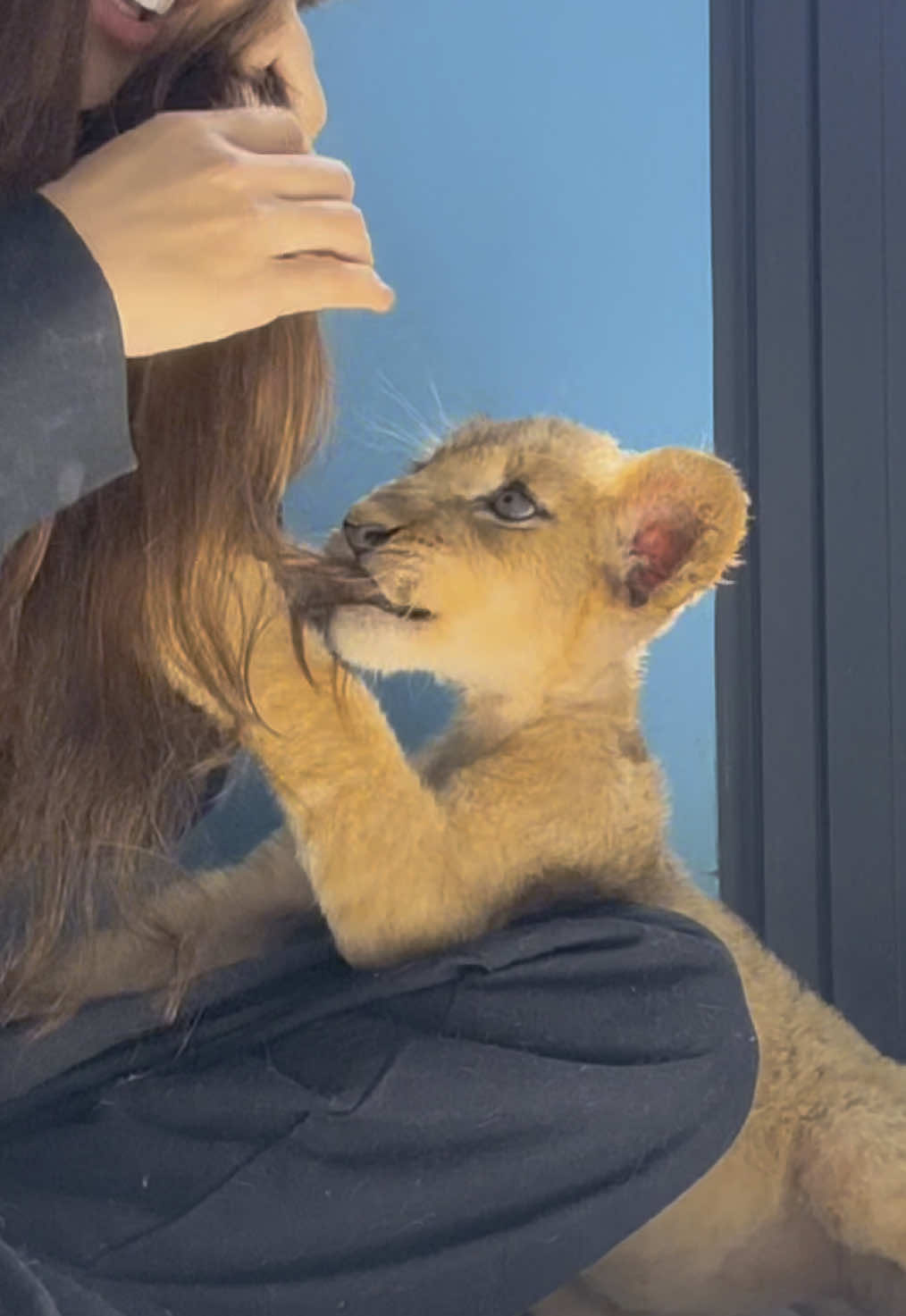 Não tentem isso em casa 😂 Testei o 'psi psi' com filhotes de leão na África 🦁 #safaripark #safariafrica #viagemdossonhos #dicasdeviagem #viajandoporelmundo 