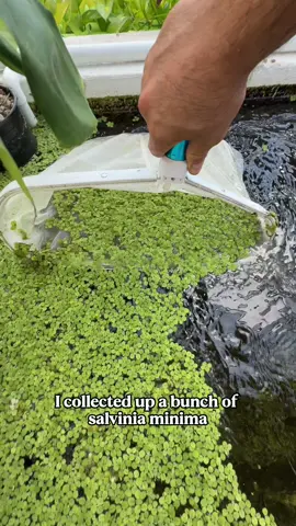 Infinite food hack has been found, really hope they don’t patch this method. #food #fish #salvinia #plants #chickens 