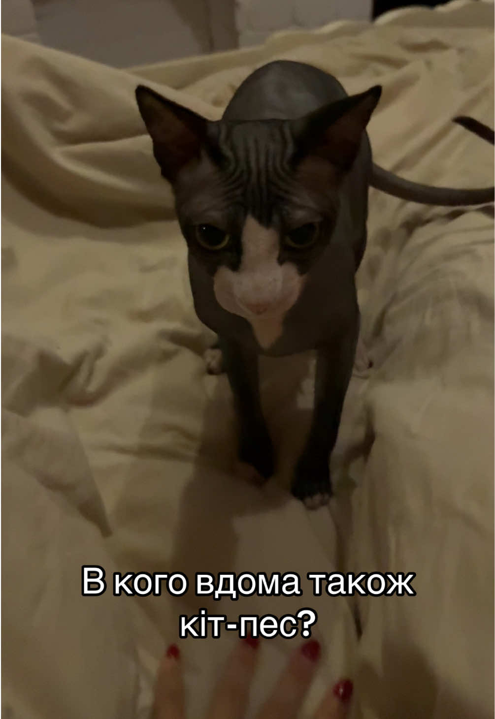 Ну у нас 2 в 1 ☺️😅 #кітпес #сфінкс #кіт #сфінксдобі #кітзхаризмою 