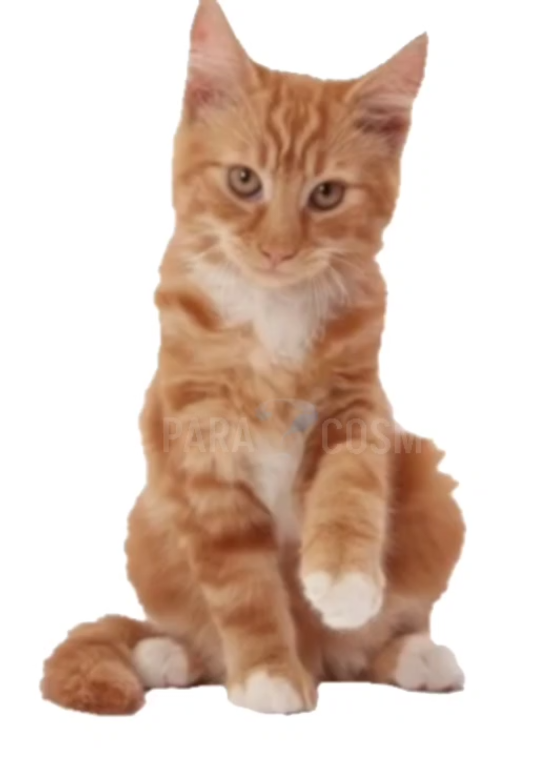 s. sneje  sjw e d e s whe #maija #tweening #cat #dance #brasil